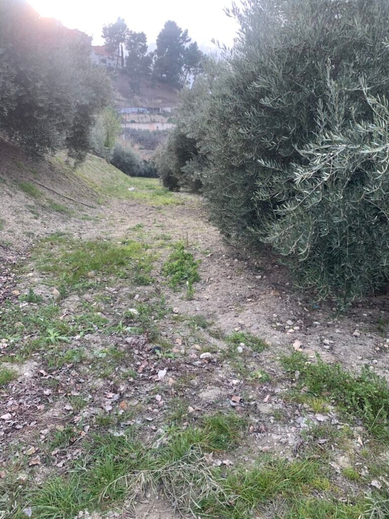 492550410_1265316535599771_5860917890965092556_n – copia