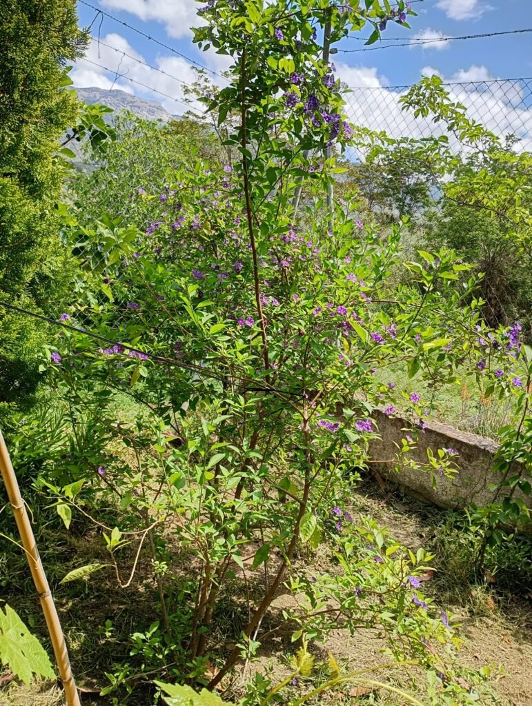 d68eb810-b882-47d0-9402-2efd38e89882