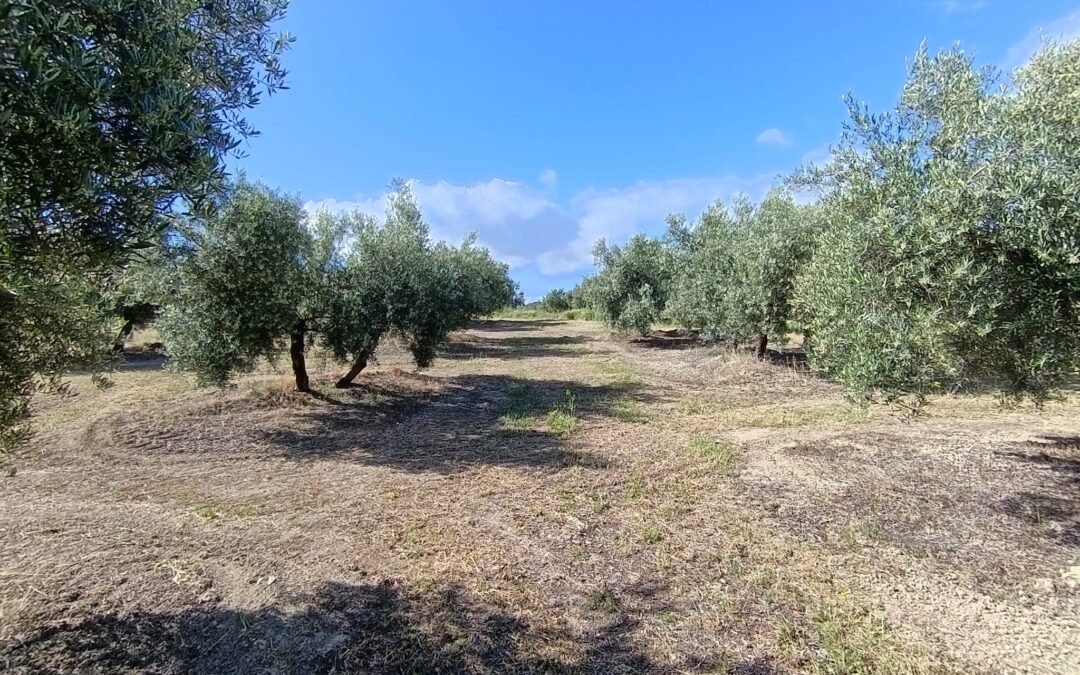 VENTA DE FINCA DE OLIVAR EN QUESADA REF 1209/2026
