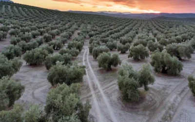 Cuánto vale una finca de olivos en Jaén: precios reales por hectárea en 2026