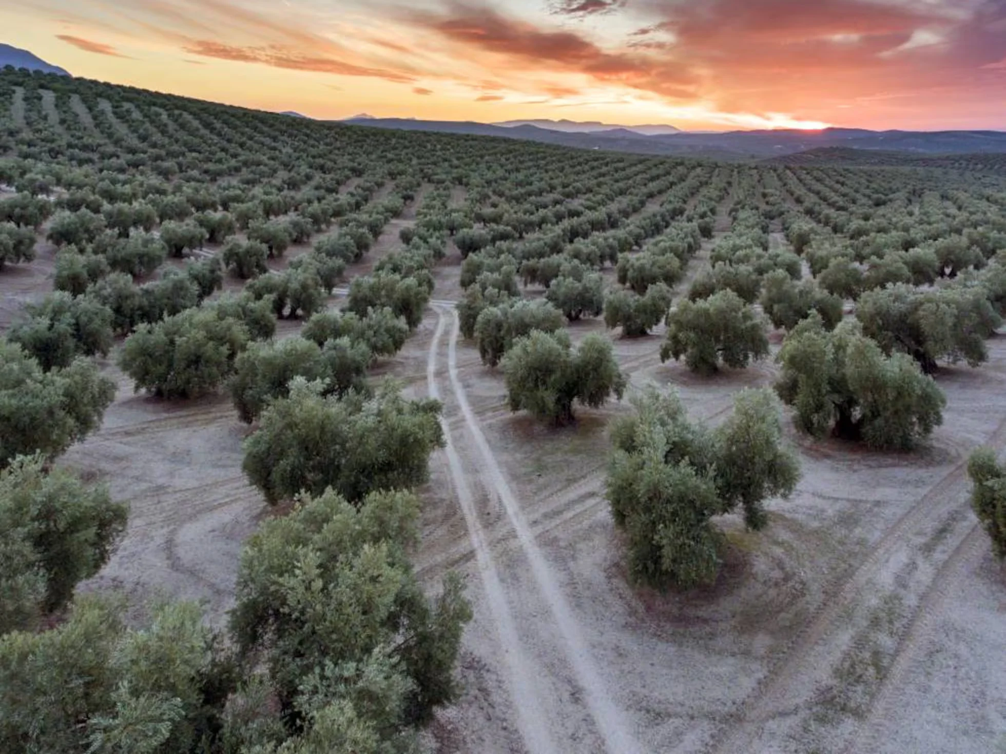 cuánto vale una finca de olivos en Jaén